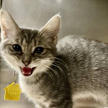 CAMILLA -  Domestic Short Hair Cat for Adoption in St. Louis, Missouri - CAMILLA | PetCurious