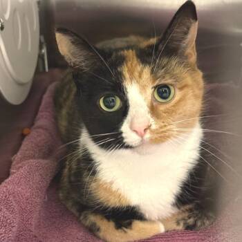 Boka -  Domestic Short Hair Cat for Adoption in Pittsburgh, Pennsylvania - Boka | PetCurious