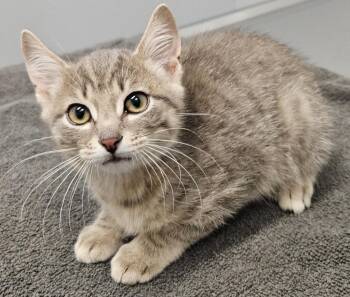 Grant -  Domestic Short Hair Cat for Adoption in Bloomington, Indiana - Grant | PetCurious