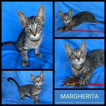 Rescue Domestic Short Hair Cats for Adoption in Corpus Christi, Texas - Margherita | PetCurious