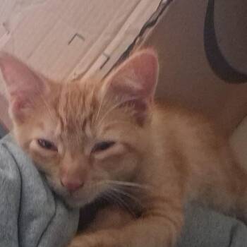 Punkin -  Tabby Cat Available for Adoption in Marlette, Michigan - Punkin | PetCurious