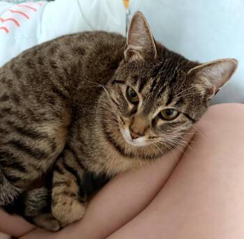 Tabby and Domestic Short Hair Cats Available for Adoption in Hillsboro, Oregon - RORY #1892 - Offered By Owner - Young Female! | PetCurious