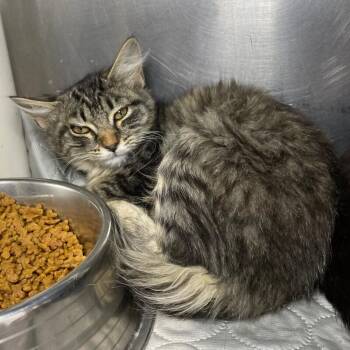 Domestic Long Hair Cats Available for Adoption - Tiga | PetCurious