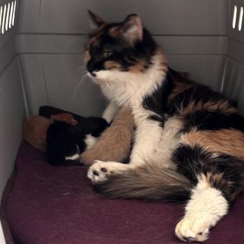 Tonkatsu 53402 -  Domestic Medium Hair Cat for Adoption in Las Vegas, Nevada - Tonkatsu 53402 | PetCurious