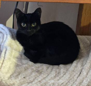 Domestic Short Hair Cats Available for Adoption in Montreal, Quebec - Chikita | PetCurious