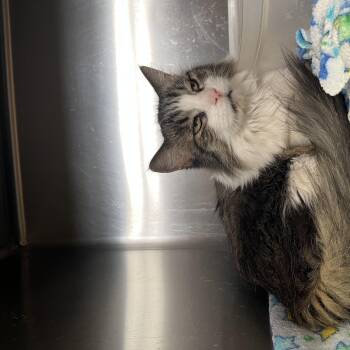 Sass -  Domestic Medium Hair Cat for Adoption in Washington, Utah - Sass | PetCurious