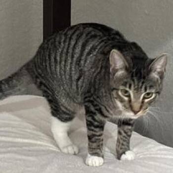 Domestic Short Hair Cats Available for Adoption in Liverpool, Texas - LK | PetCurious