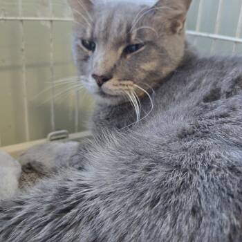 Tyson -  Domestic Short Hair Cat for Adoption in Mokena, Illinois - Tyson | PetCurious