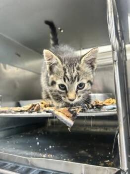 Sparkplug -  Domestic Short Hair Cat for Adoption in Simcoe, Ontario - Sparkplug | PetCurious