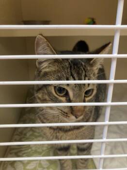 Domestic Short Hair Cats Available for Adoption in Burnsville, North Carolina - Edwin | PetCurious