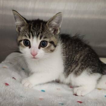 Eeyore -  Domestic Short Hair Cat for Adoption in Fort Wayne, Indiana - Eeyore | PetCurious