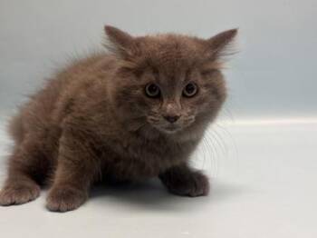 New Balance -  Domestic Medium Hair and Domestic Short Hair Cat for Adoption in Golden Valley, Minnesota - New Balance | PetCurious