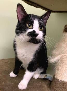 Domestic Short Hair Cats Available for Adoption - SYLVESTER | PetCurious