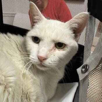 Dot -  Domestic Short Hair Cat for Adoption in Peoria, Illinois - Dot | PetCurious