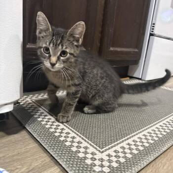 Carbon Candy 56230 -  Domestic Short Hair Cat for Adoption in Eaton Rapids, Michigan - Carbon Candy 56230 | PetCurious