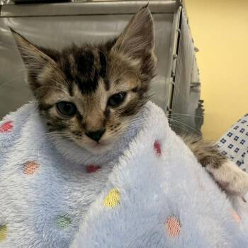 Joey -  Domestic Short Hair Cat for Adoption in West Palm Beach, Florida - Joey | PetCurious