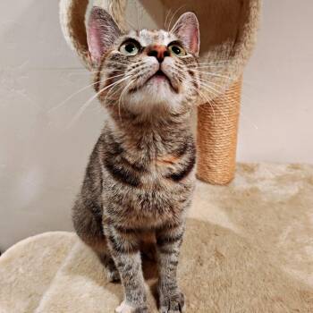 Pixie -  Domestic Short Hair Cat for Adoption in Green Bay, Wisconsin - Pixie | PetCurious