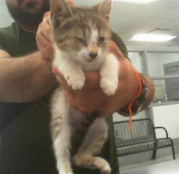 A1266176 -  Domestic Short Hair Cat for Adoption in Charlotte, North Carolina - A1266176 | PetCurious