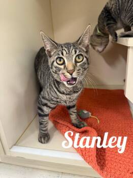 Stanley -  Domestic Short Hair Cat for Adoption in Manistee, Michigan - Stanley | PetCurious