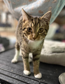 Rescue Domestic Short Hair and Tabby Cats for Adoption in Traverse City, Michigan - Timber | PetCurious