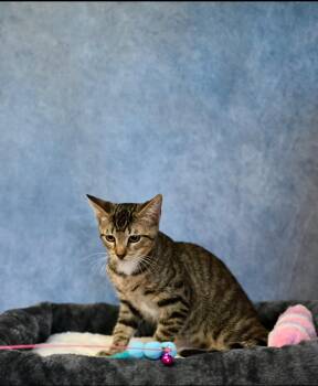 Rescue Tabby Cats for Adoption in Falmouth, Maine - Ringo | PetCurious