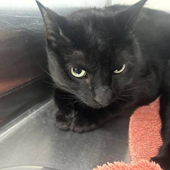Darth -  Domestic Short Hair Cat for Adoption in Sarasota, Florida - Darth | PetCurious