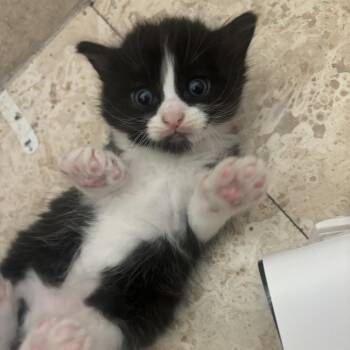 Goomba -  Domestic Medium Hair Cat for Adoption in Long Beach, California - Goomba | PetCurious