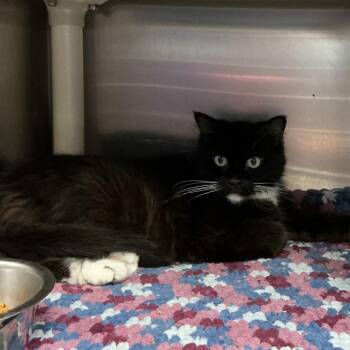 Luna -  Domestic Long Hair Cat for Adoption in Waynesburg, Pennsylvania - Luna | PetCurious