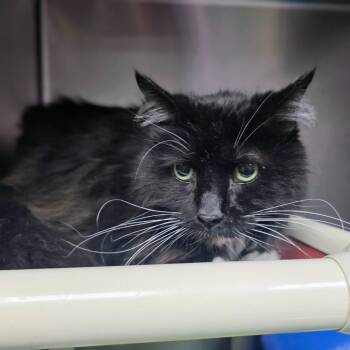 Domestic Medium Hair Cats Available for Adoption in New Cumberland, West Virginia - Nick | PetCurious
