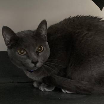 Sonny -  Domestic Short Hair Cat for Adoption in Franklin, Tennessee - Sonny | PetCurious