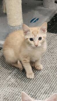 Adorno -  Domestic Short Hair Cat for Adoption in Walled Lake, Michigan - Adorno | PetCurious