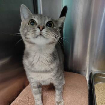 Winn Dixie -  Domestic Short Hair Cat for Adoption in Davenport, Iowa - Winn Dixie | PetCurious