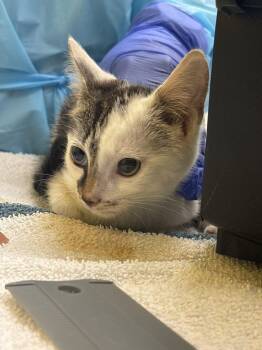 Tock -  Domestic Short Hair Cat for Adoption in Raleigh, North Carolina - Tock | PetCurious