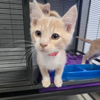 Juan -  Domestic Short Hair Cat for Adoption in Spokane, Washington - Juan | PetCurious