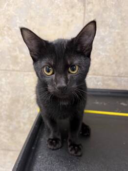 Goodboi -  Domestic Short Hair Cat for Adoption in INDN HBR BCH, Florida - Goodboi | PetCurious