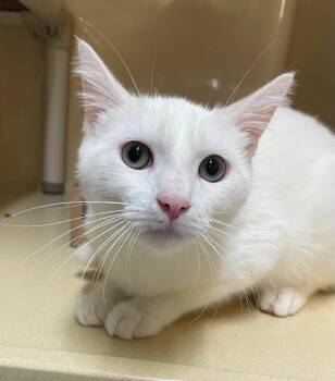 Casper -  Domestic Short Hair Cat for Adoption in Stillwater, Oklahoma - Casper | PetCurious