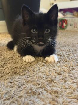 Domestic Short Hair Cats Available for Adoption - Kitten Garcon | PetCurious