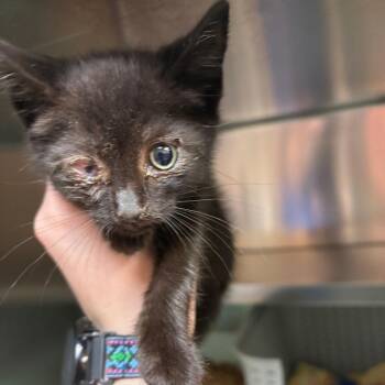 Amelia Bedelia -  Domestic Short Hair Cat for Adoption in Spokane, Washington - Amelia Bedelia | PetCurious