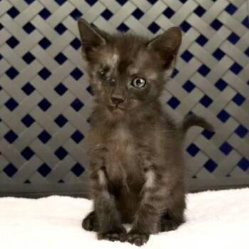 Domestic Short Hair Cats Available for Adoption in Fort Davis, Texas - Helena | PetCurious