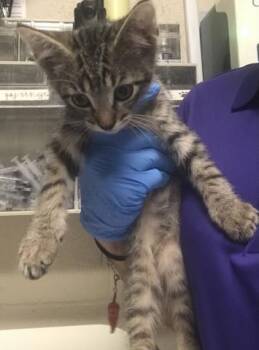 A430158 -  Domestic Short Hair Cat for Adoption in Conroe, Texas - A430158 | PetCurious