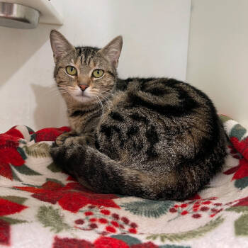 Rescue Domestic Short Hair Cats for Adoption in Austin, Texas - Pizza Cat | PetCurious