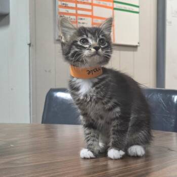 Parsley -  Domestic Medium Hair Cat for Adoption in Clanton, Alabama - Parsley | PetCurious