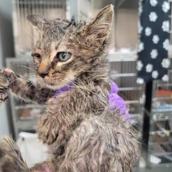 Mod Podge -  Domestic Medium Hair Cat for Adoption in Westminster, California - Mod Podge | PetCurious