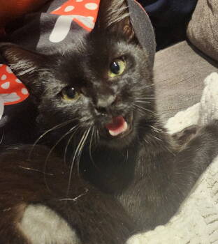 Rescue Domestic Short Hair Cats for Adoption in Greenville, Delaware - Pearl, Willow Grove Area, (FCID 10/24/2025-104) | PetCurious