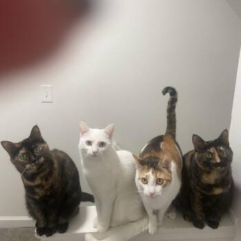 Domestic Short Hair Cats Available for Adoption in Granville, Ohio - Janus | PetCurious