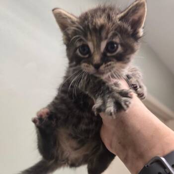 KIA -  Domestic Short Hair Cat for Adoption in Waldorf, Maryland - KIA | PetCurious