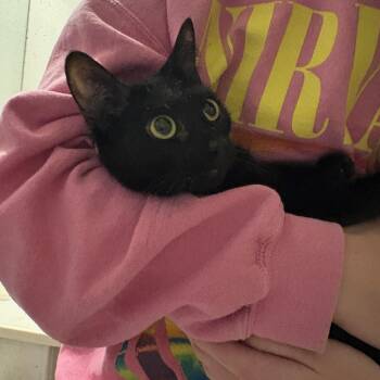 Binx -  Domestic Short Hair Cat for Adoption in Statesboro, Georgia - Binx | PetCurious