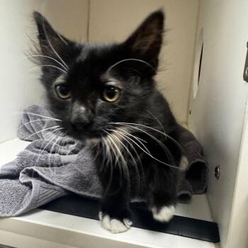 VarGatos -  Domestic Short Hair Cat for Adoption in Kanab, Utah - VarGatos | PetCurious
