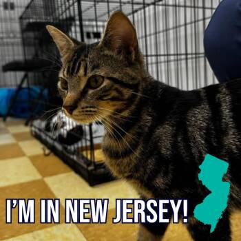 Hashbrown -  Domestic Short Hair Cat for Adoption in Charleston, West Virginia - Hashbrown | PetCurious