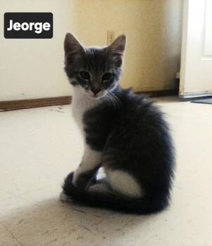 Jeorge -  Dilute Calico Cat for Adoption in Chinle, Arizona - Jeorge | PetCurious